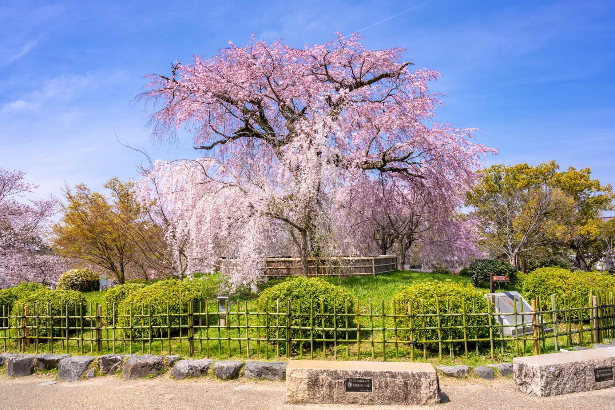 圓山公園的垂枝櫻花